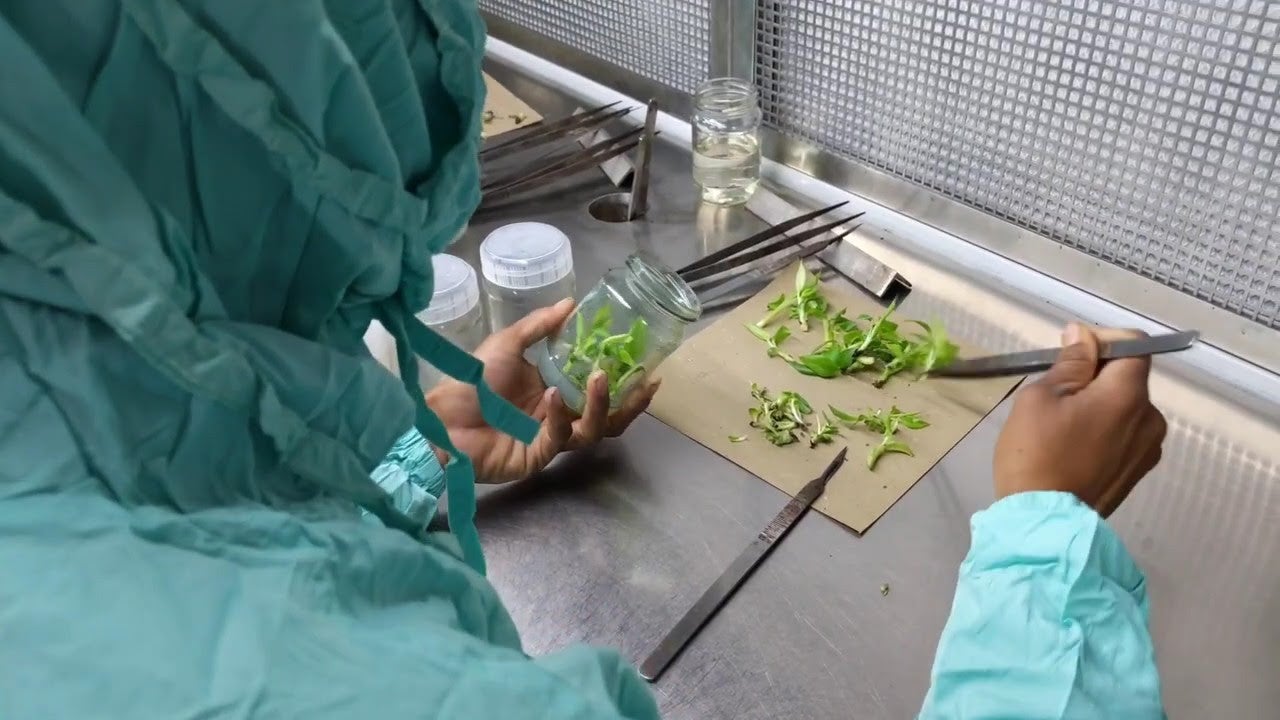 Plant Culturing Made Easy With Our Nutrient Gel Culturing Cups | Forest ...